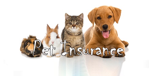 pets insurance